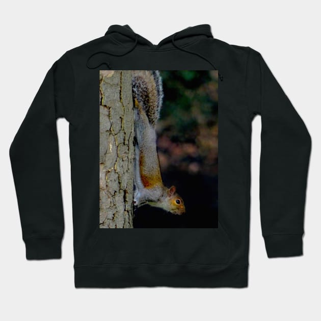 GONE NUTS FOR SQUIRREL YOGA ! Hoodie by dumbodancer